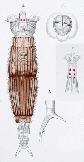 Rotaria tardigrada, forse ....